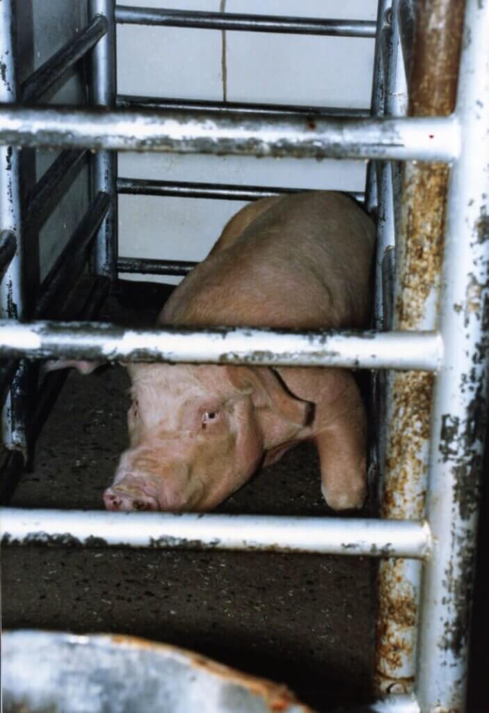 image for the Reality Bacon mission