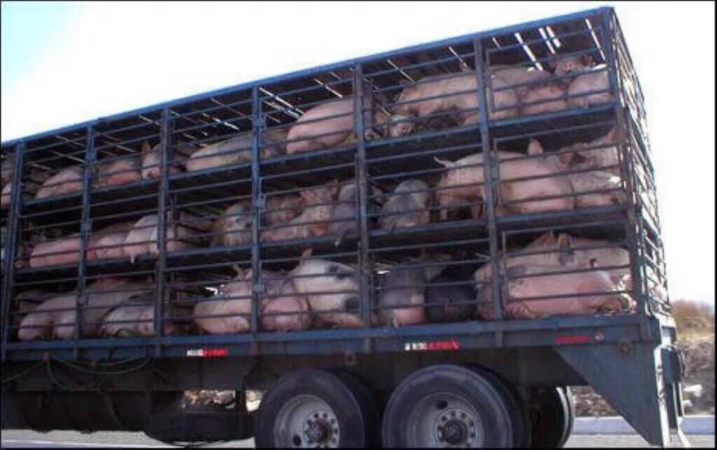 image for the Reality Bacon mission