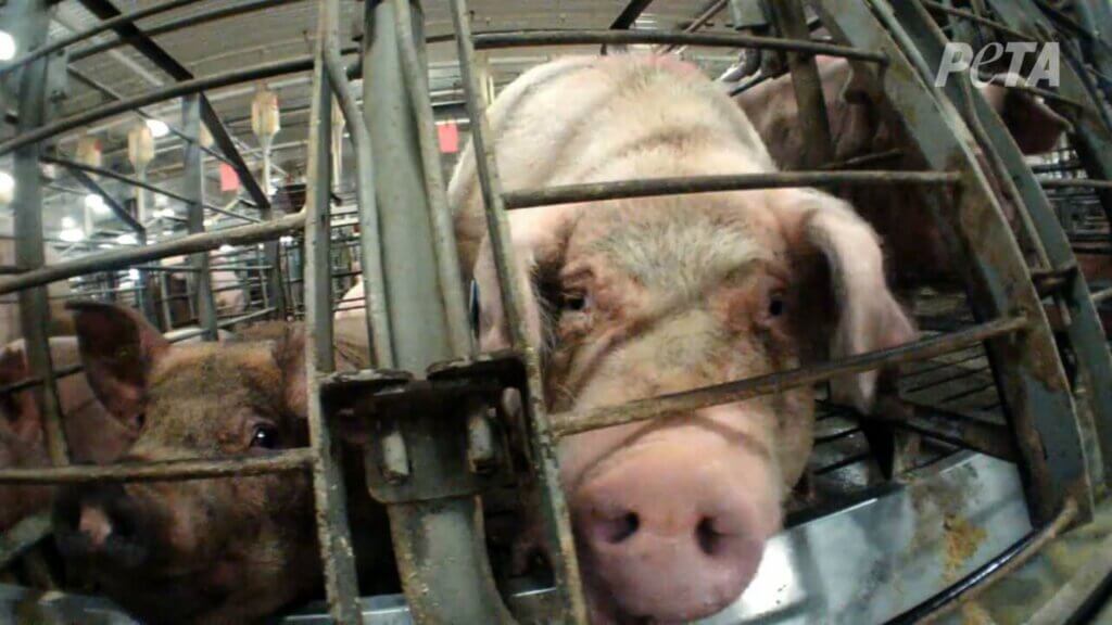 image for the Reality Bacon mission