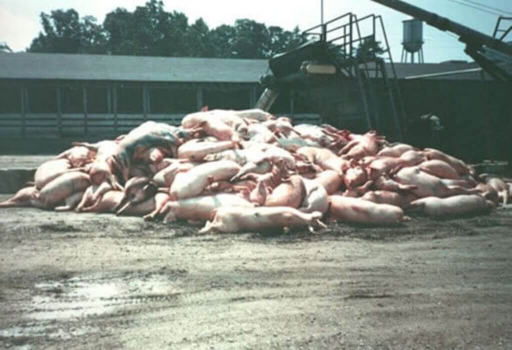 image for the Reality Bacon mission