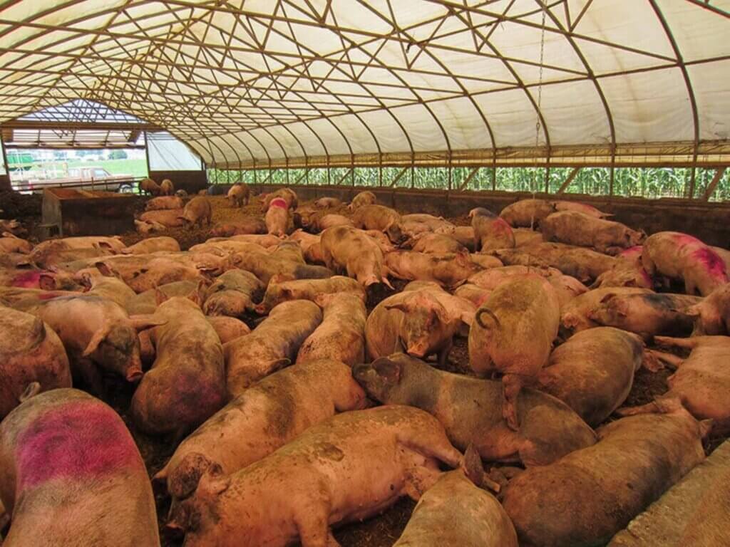 image for the Reality Bacon mission