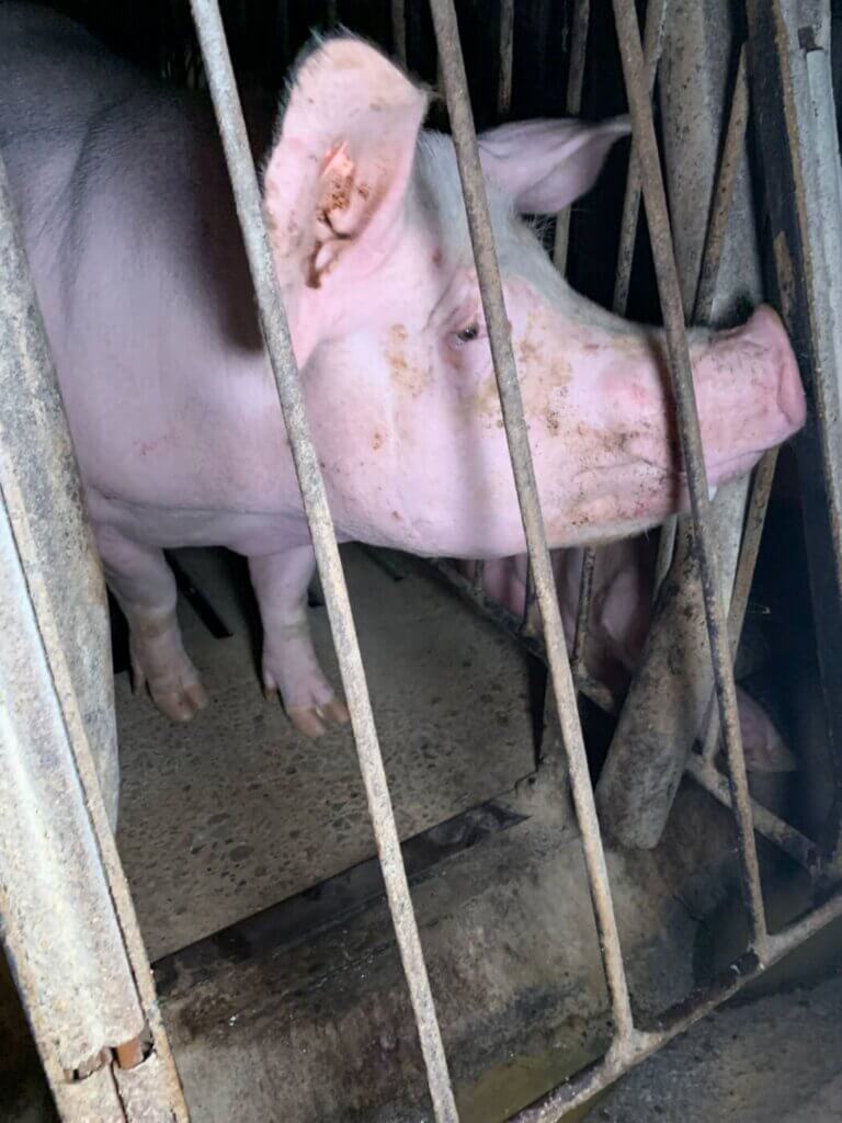image for the Reality Bacon mission