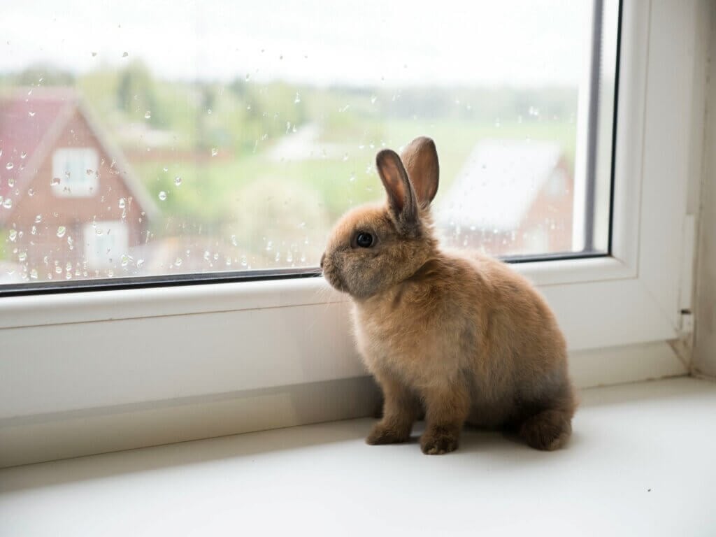 Image for the ultimate cruelty-free list mission